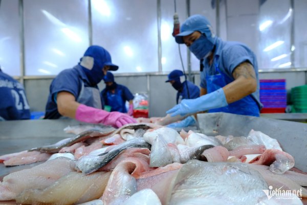 Hoa Kỳ tài trợ không thuế đối với các nhà xuất khẩu Việt Nam Pangasius